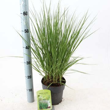 Molinia caerulea 'Moorhexe'