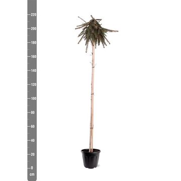 Picea abies 'Inversa'