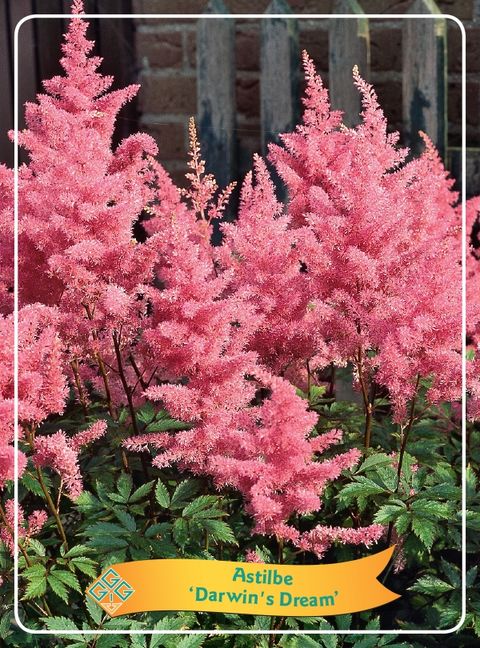 Astilbe 'Darwin's Dream'