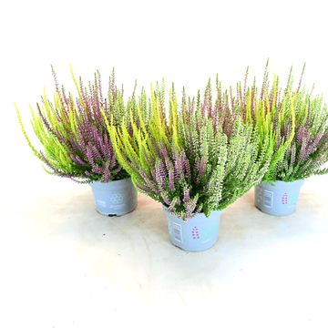 Calluna vulgaris BEAUTY LADIES MIX IN POT