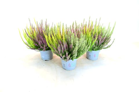 Calluna vulgaris BEAUTY LADIES MIX IN POT