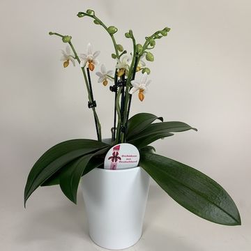 Phalaenopsis 'Mini Mark'