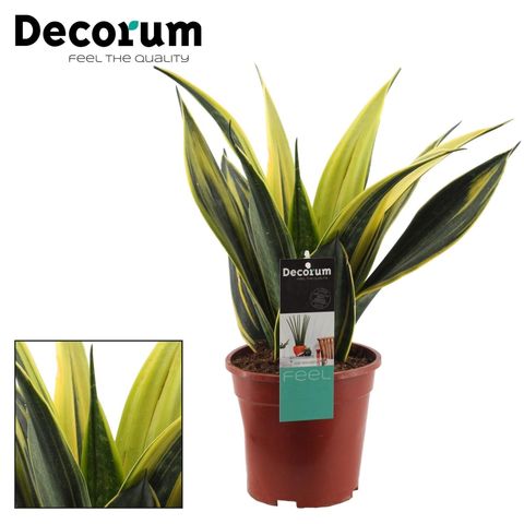 Sansevieria trifasciata 'Gold Flame'