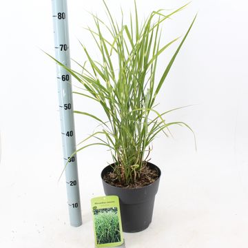 Miscanthus sinensis 'Зебринус'