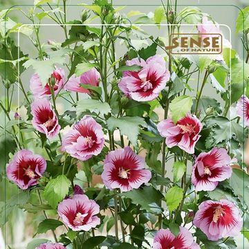 Hibiscus syriacus FLOWER TOWER RUBY