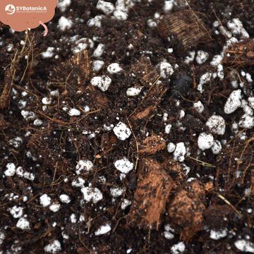 Substrates AROID MIX