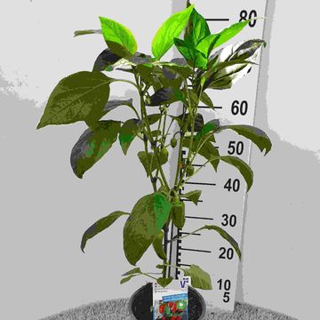 Solanum lycopersicum 'Solena Sweet Red'