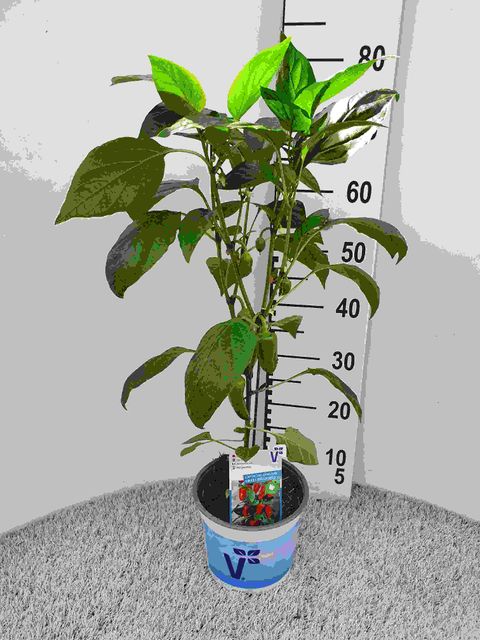 Solanum lycopersicum 'Solena Sweet Red'