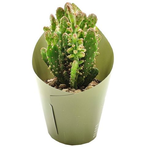 Opuntia monacantha variegata