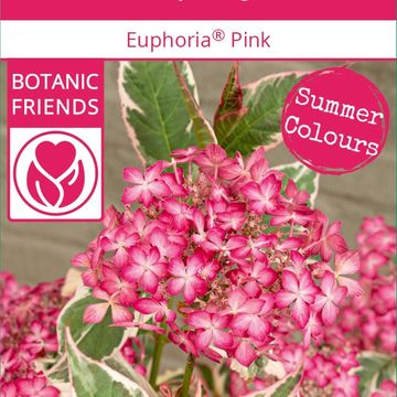 Гидрангея serrata EUPHORIA PINK