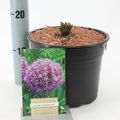 Allium 'Globemaster'