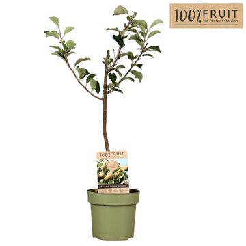 Pyrus communis 'Doyenné du Comice'