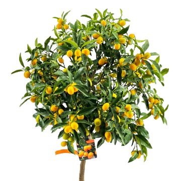 Citrus japonica