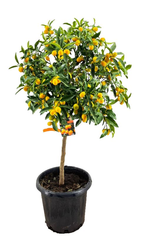 Citrus japonica