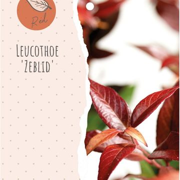 Leucothoe 'Zeblid'