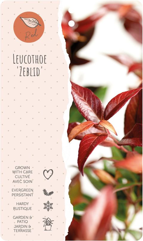 Leucothoe 'Zeblid'