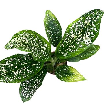 Dieffenbachia 'Spoon'
