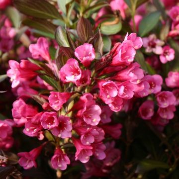 Weigela florida WINE & ROSES