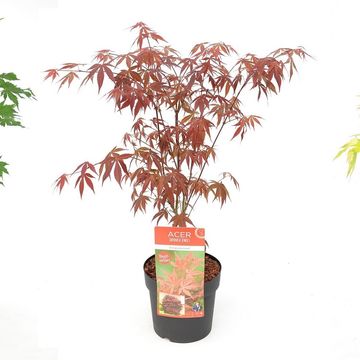 Acer palmatum MIX