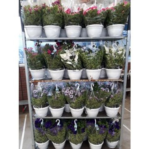 Petunia SURFINIA MIX