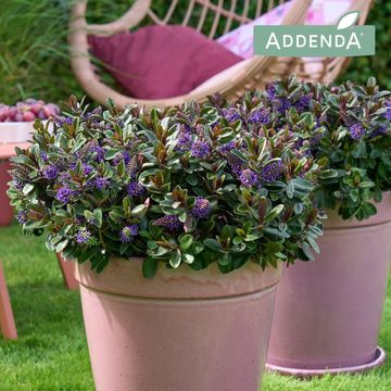 Hebe VINOA PURPLE