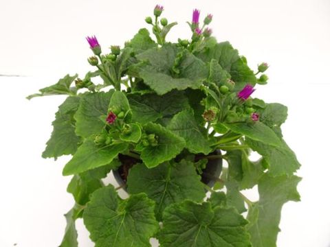 Pericallis SENETTI MIX