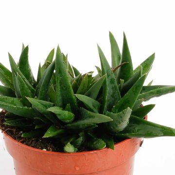 Haworthia pentagona