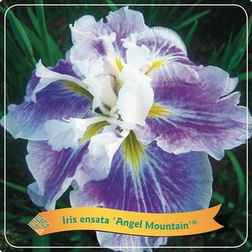 Iris ensata 'Angel Mountain'