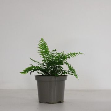 Polystichum setiferum
