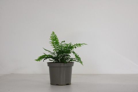 Polystichum setiferum
