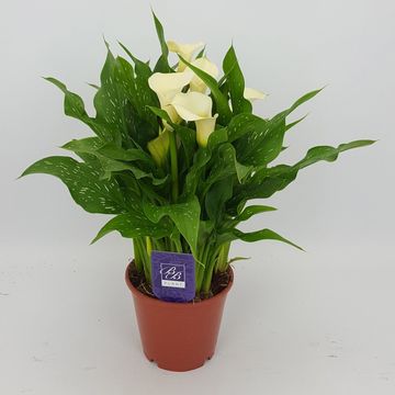 Zantedeschia 'White Flirt'