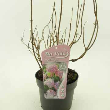 Hydrangea arborescens CANDYBELLE BUBBLEGUM