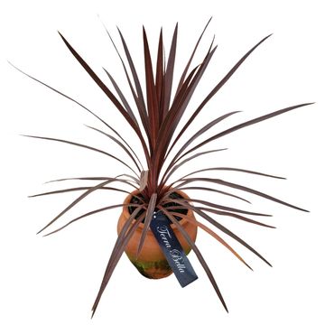 Cordyline australis 'Red Star'