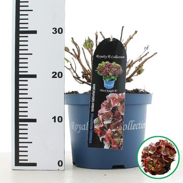 Hydrangea macrophylla ROYALTY COLLECTION BLACK KNIGHT