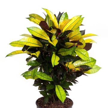 Codiaeum variegatum 'Mrs Iceton'