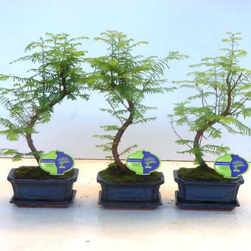 Metasequoia glyptostroboides