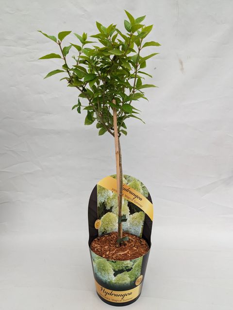 Hydrangea paniculata MAGICAL SWEET SUMMER