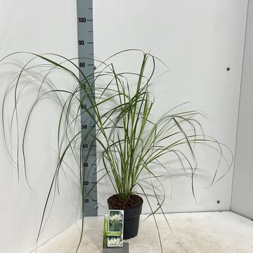Cortaderia selloana 'Weiße Feder'