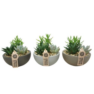 Arranjo Succulents