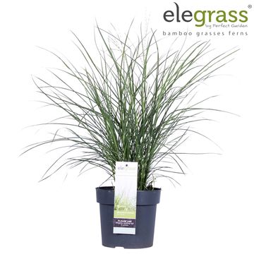 Miscanthus sinensis 'Cute One'