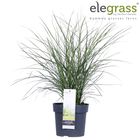 Miscanthus sinensis 'Cute One'