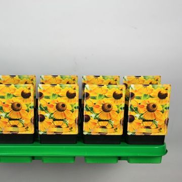 Helenium 'El Dorado'