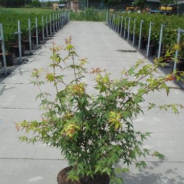 Acer palmatum