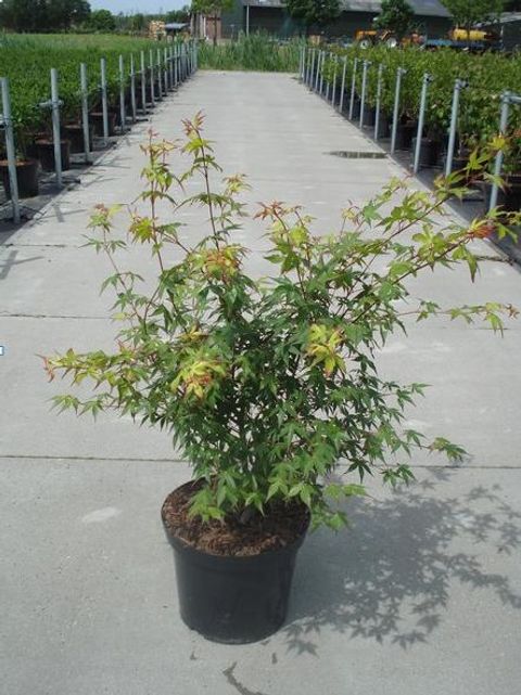 Acer palmatum