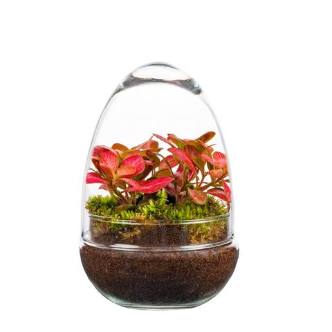 Arrangement Terrarium