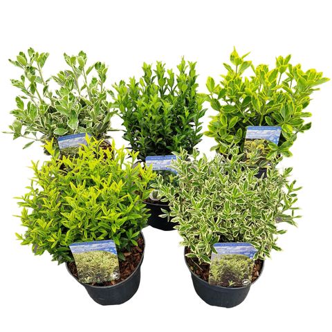 Euonymus japonicus MIX