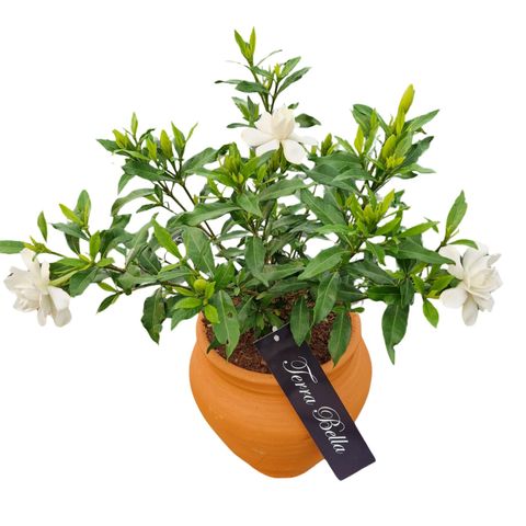 Gardenia jasminoides FOOL PROOF