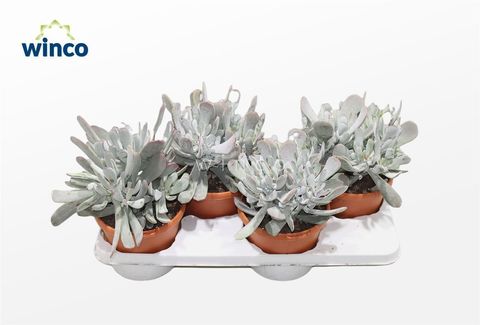 Cotyledon orbiculata 'Hybrid'