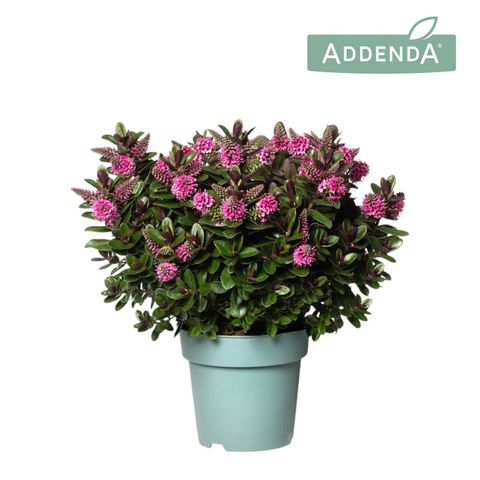 Hebe VINOA PINK