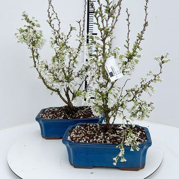 Prunus incisa 'Kojou-no-mai'